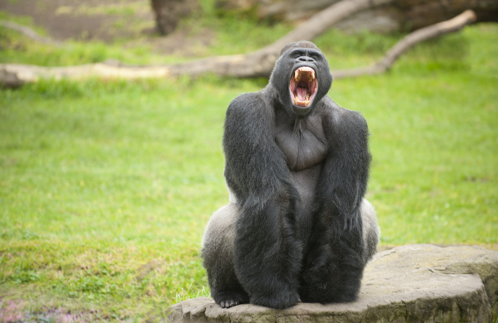 Google is a beast: Picture of 800lb gorilla